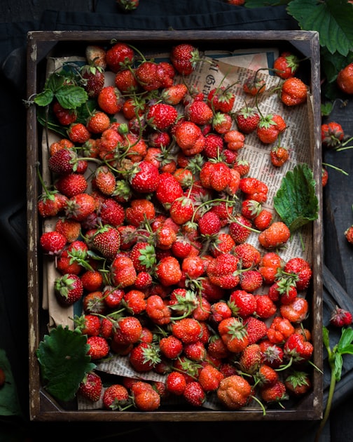 The Future of Agro-Tech
